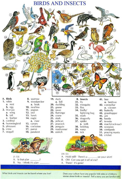 Topic 114 - BIRDS AND INSECTS - The Oxford Pictures Dictionary ...