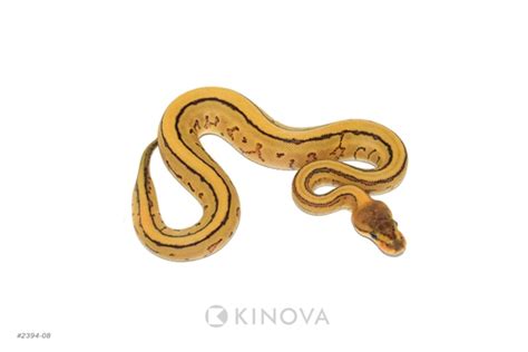 Image result for Pin Strip Ghost Ball Python