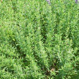 SARRIETTE VIVACE » Acheter des semences bio en ligne / Herbes ...