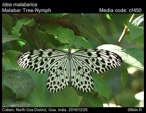 Idea malabarica (Moore, 1877) - Malabar Tree-Nymph | Butterfly