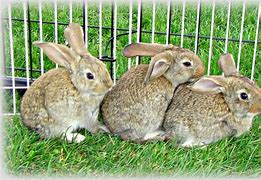 Image result for Belgian Lop Rabbit