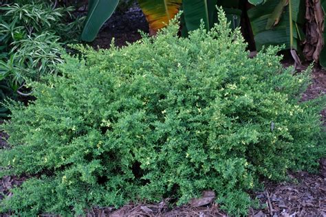 St. Andrew's Cross - Juniper Level Botanic Garden