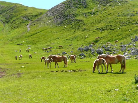 Free Images : landscape, grass, wilderness, hiking, field, meadow, prairie, mountain range, step ...