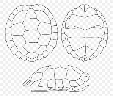 Image result for Box Turtle Shell Drawing