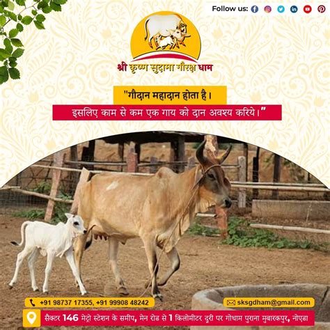 Discover the significance of Gau Daan, the sacred act of cow donation ...