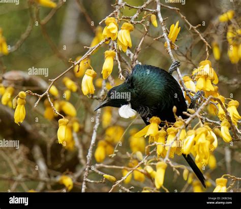 Tui, endemic passerine bird of Aotearoa / New Zealand, feeding on kowhai tree flower nectar. The ...