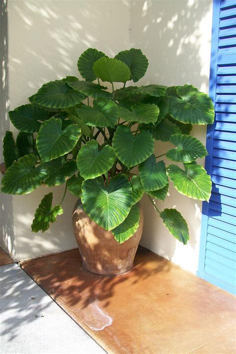 Alocasia 'California' Tropical Plant Care Guide