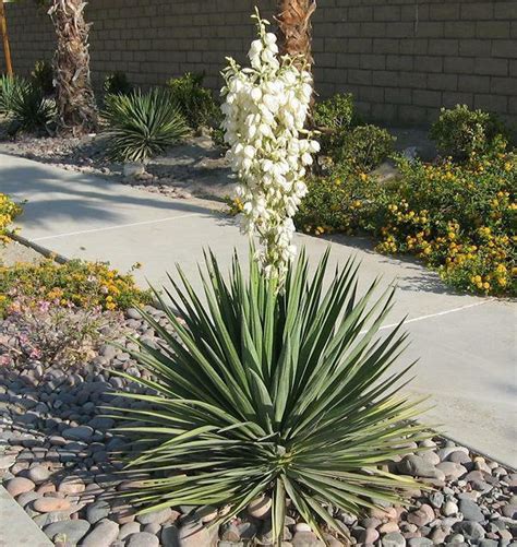 Adam's Needle Yucca Plant 20 Seeds | Etsy in 2021 | Yucca plant, Yucca ...