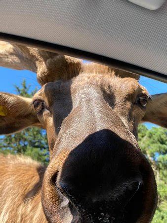 Virginia Safari Park (Natural Bridge) - 2020 What to Know Before You Go ...