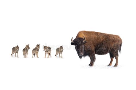 Image result for Wolves Vs Bison