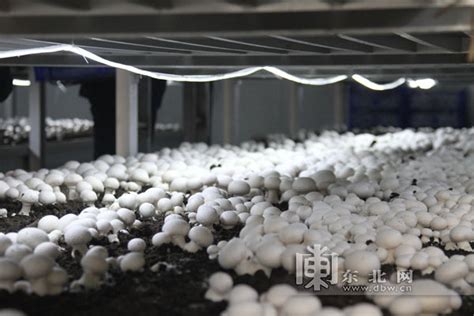 香菇地栽种植技术，栽培、发菌及出菇管理全过程_接种