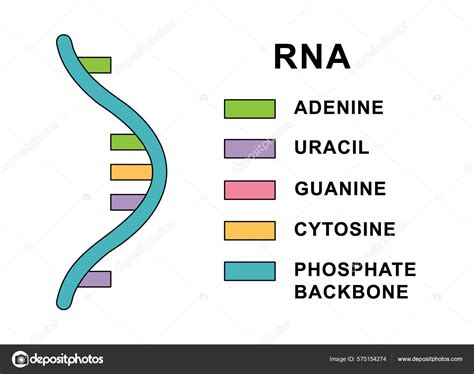 RNA Structure Drawing 的图像结果