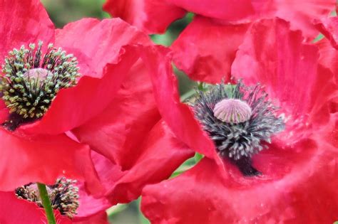 Image result for Paint Poppies Tutorial