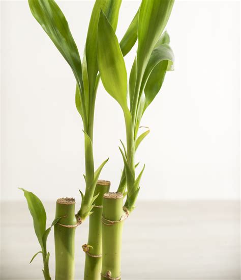 Essential Tips for Thriving Water Bamboo Plants: A Practical Care Guide ...