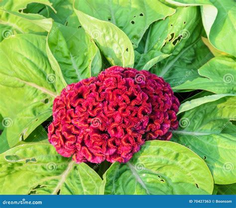 Red Cockscomb or Celosia Cristata Flower Stock Image - Image of bloom ...