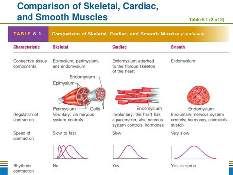 PPT - Lesson 1 - Types of Muscles - Characteristics PowerPoint ...