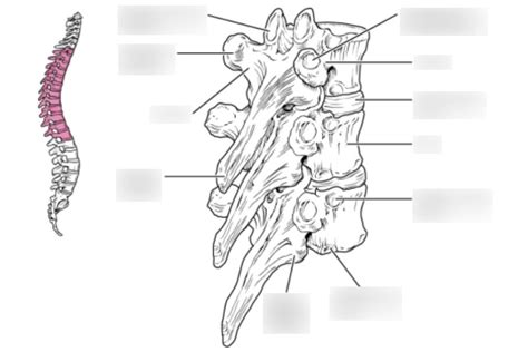Middle Back 的图像结果