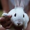Image result for Types of Pet Rabbit Breeds