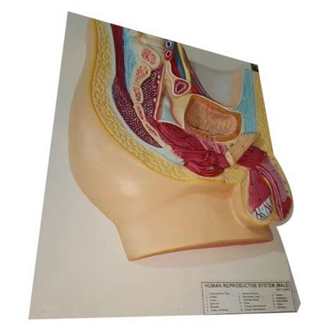 Image result for Male Reproductive System Anatomical Model