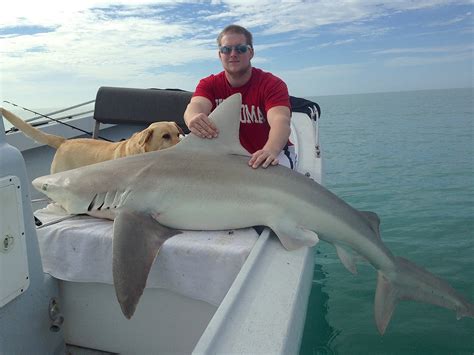 Captiva Fishing Report: Bull Shark ~ Sanibel, Captiva, North Captiva, # ...