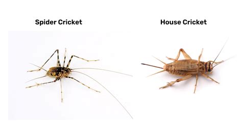How To Get Rid of Spider Crickets - Pest Control Gurus