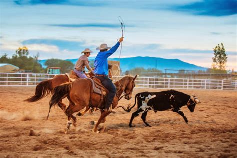 Image result for Team Roping Rodeo