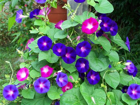 Morning Glory, 50 seeds Mixed by Seedscare : Amazon.in: Garden & Outdoors