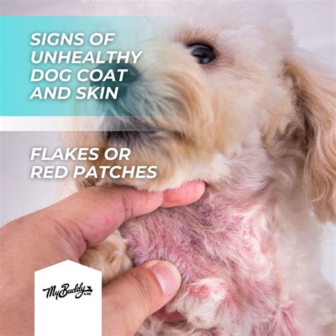 How to calm your pet's skin with My Buddy & Me | My Buddy And Me posted ...