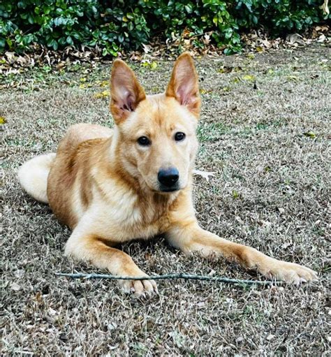 ADOPTION EVENT @PETSMART PEMBROKE , PetSmart (Virginia Beach, VA), 14 ...