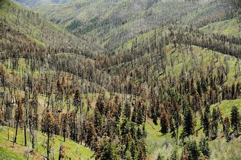 Researchers return to assess areas burned by Pole Creek, Bald Mountain ...