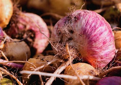 Image result for Maca Root Top View