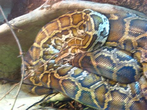 Burmese Python 的图像结果