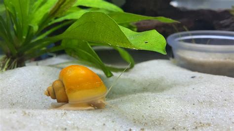 Bladder Snail: Complete Guide to Care, Breeding, Tank Size and Disease ...