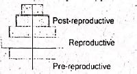 What type of human population is represented by the adjacent pyramid?
