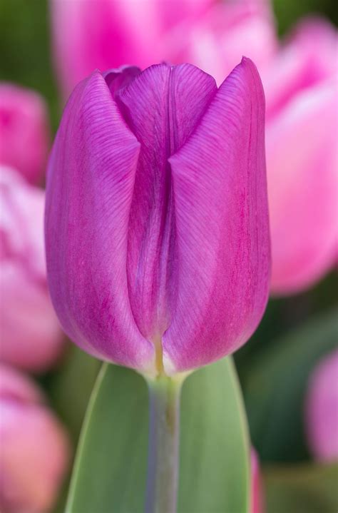 What Does A Purple Tulip Represent at Eric Montez blog
