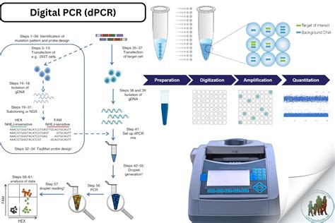 PCR Process 的图像结果