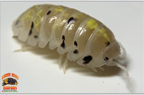 Rubber Ducky Isopods... We Specialize In The Rare & Exotic | 30...