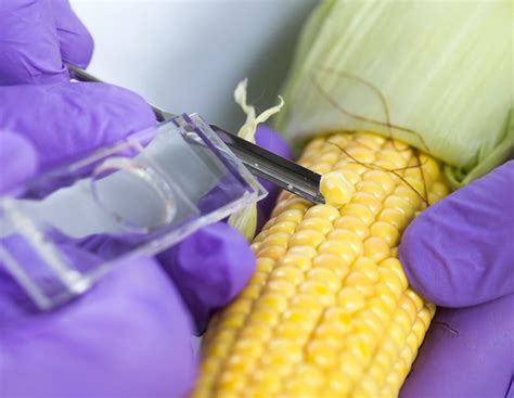Wissenschaftler kritisieren Stopp der Gentechnik-Forschung | agrarheute.com