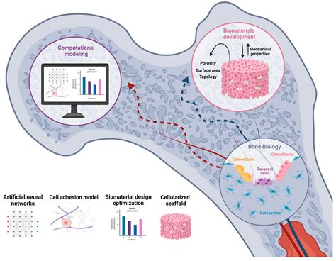 A Multidisciplinary Journey towards Bone Tissue Engineering