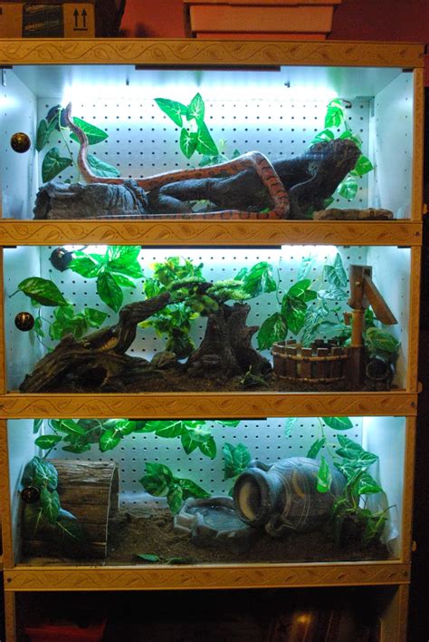 Image result for Ball Python Snake Rack Build
