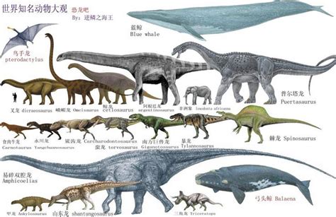 恐龙，恐龙种类和中英文名字大全_恐龙网