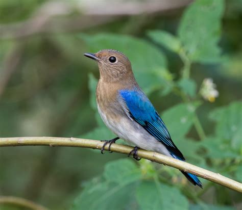 Birds Painting On Rocks 的图像结果