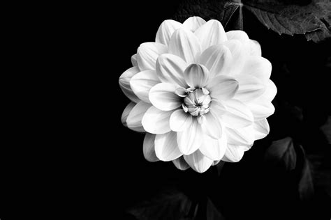 [100+] Black And White Flower Backgrounds | Wallpapers.com