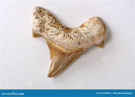 Shark tooth fossil stock photo. Image of organic, crystal - 295769984