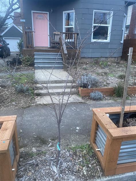 Image result for Plum Tree Pruning