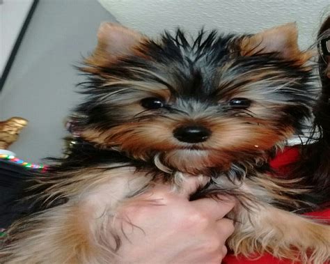 YYC Rare Yorkies | Yorkshire Terrier Breeder | Calgary, Canada