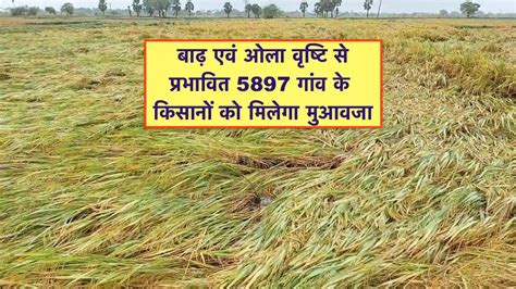 5897 गांव को किया गया अभावग्रस्त घोषित, किसानों को मिलेगा मुआवजा