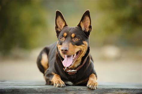 Black And Brown Dogs Breeds