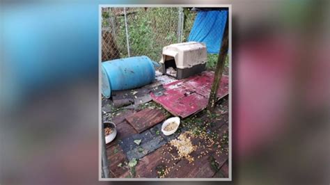 Pewaukee nonprofit rescues 8 animals, Florence survivors, in less than ...
