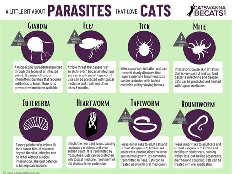 Safe Outdoor Exploration - CatsWannaBeCats.Com